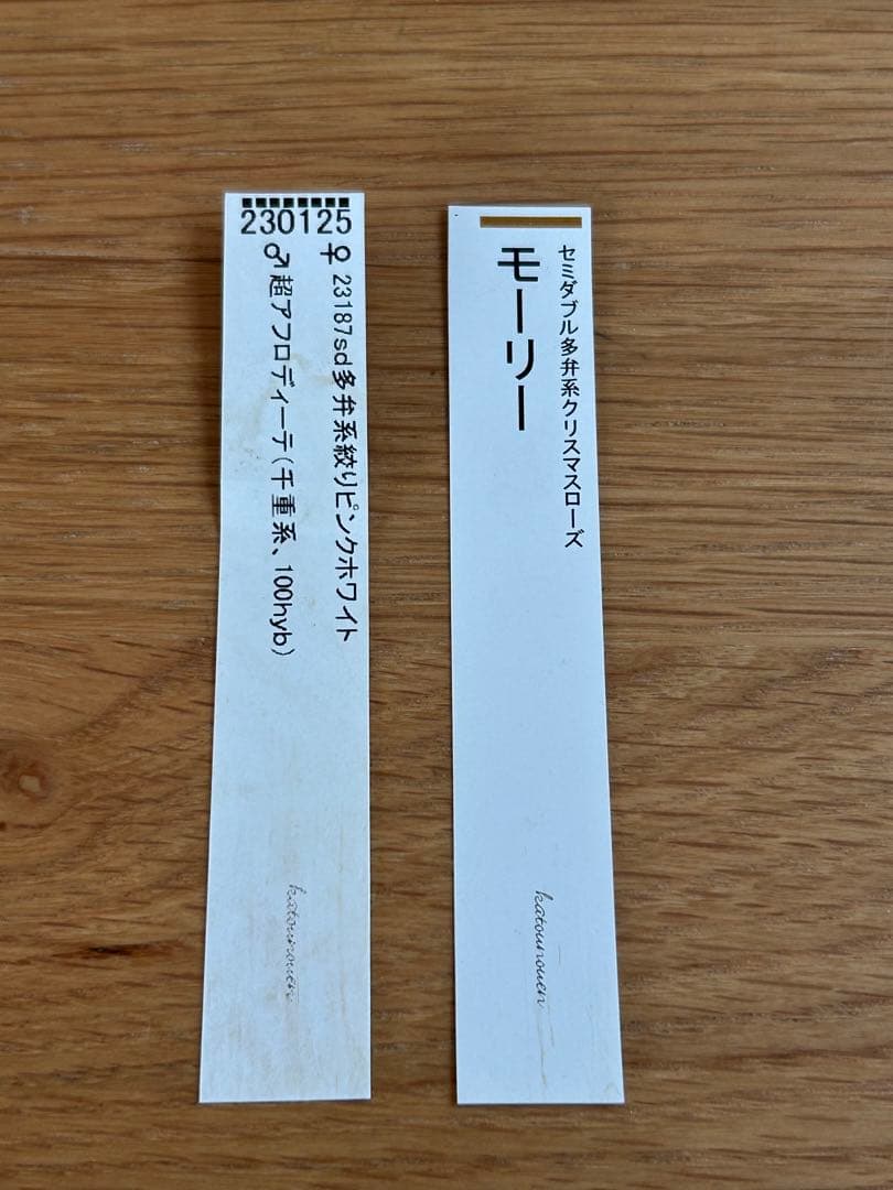 千重系交配　認定モーリー　クリスマスローズ