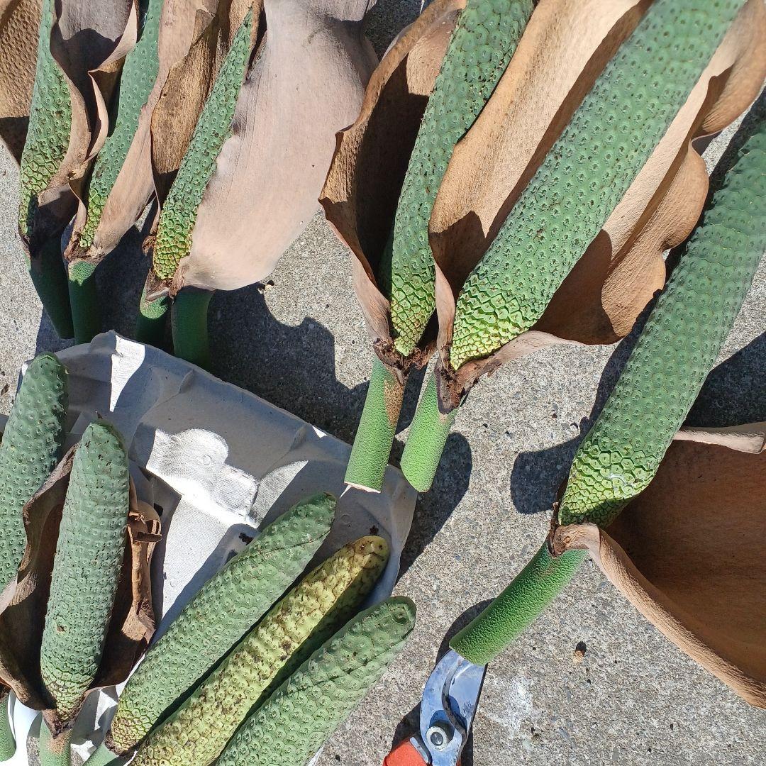 モンステラ(デリシオーサの実) 12個