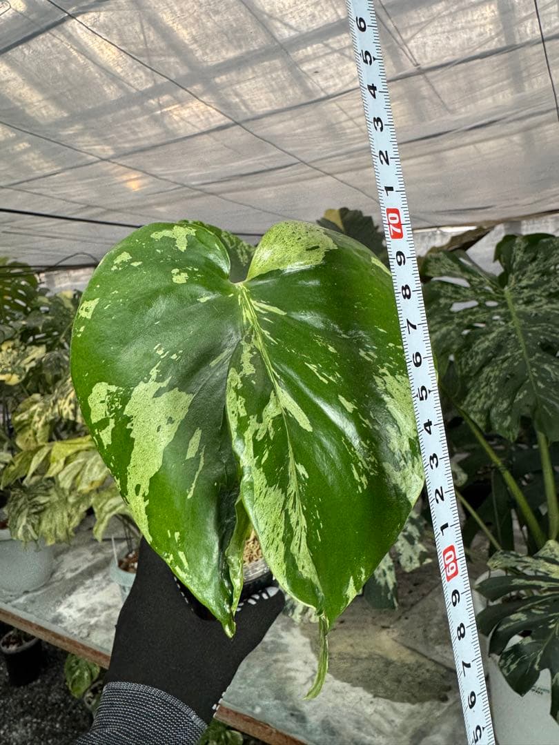 A9 モンステラ　デリシオーサ　ベトシオーサ　癖あり　異変っぽい葉っぱ