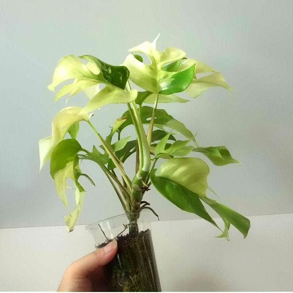 ラフィドフォラ テトラスペルマ パラゴン　トップカット　斑入り 発根済み