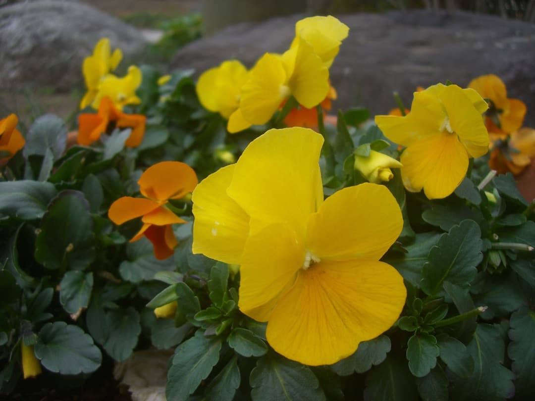 実写美⭕️【動作確認済】カシオ CASIO EXILIM EX-S600