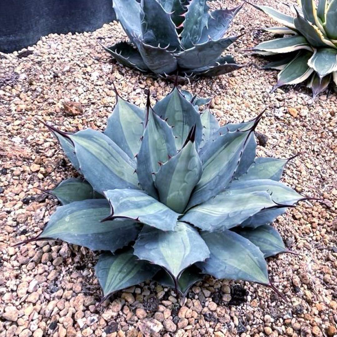 アガベ パリー 吉祥天錦 良色良形 極上株