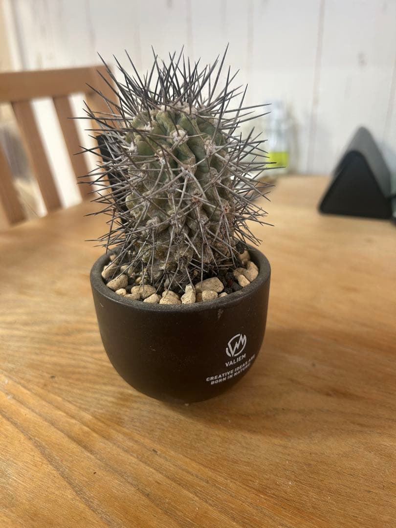 コピアポアグランディフローラ　発根済　VALIEM 植木鉢　バリエム