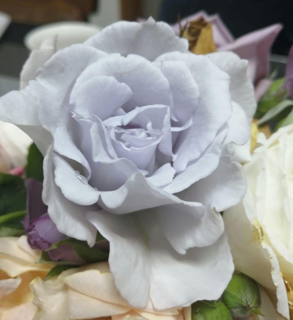 ワンコ　バラ苗