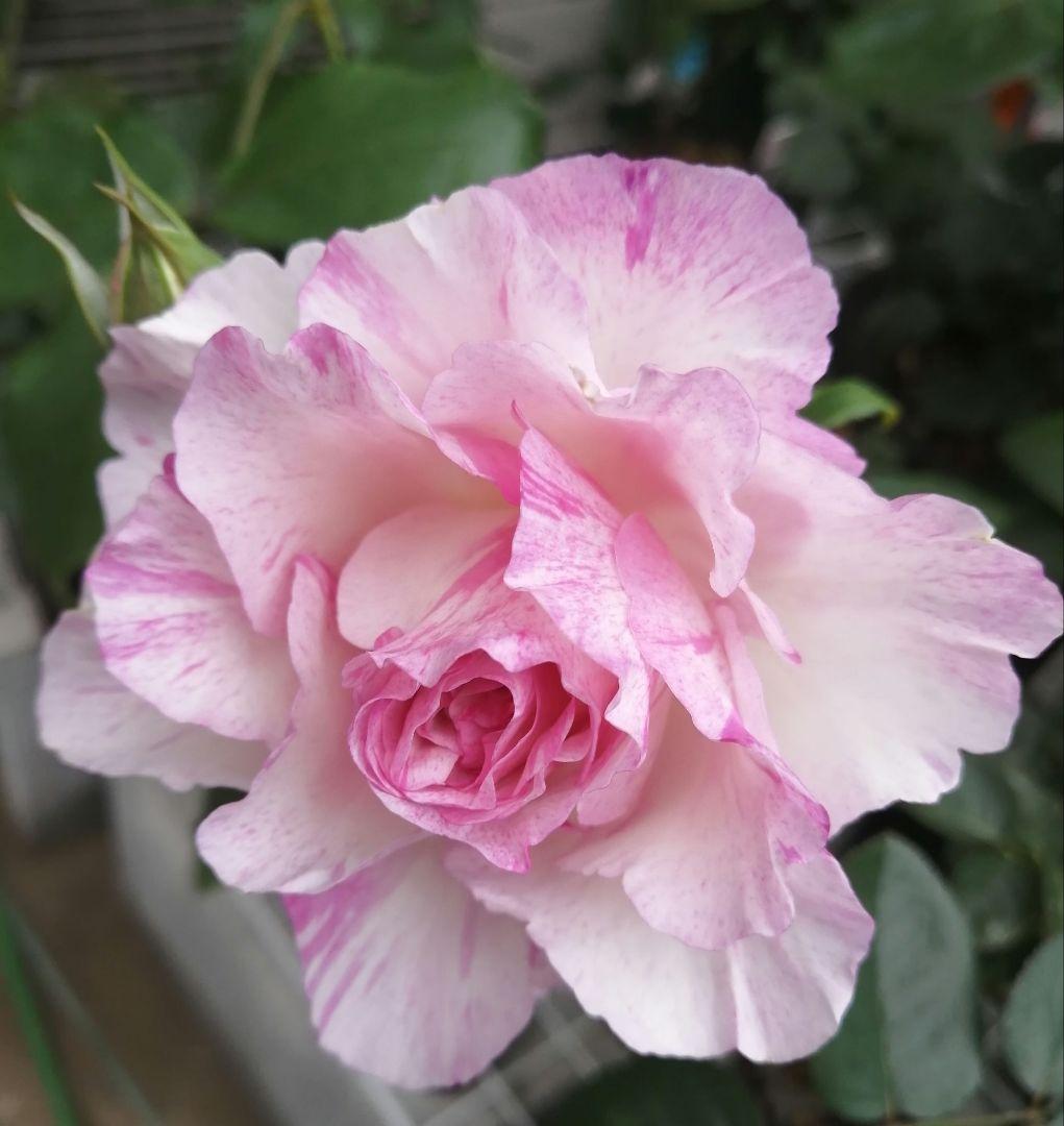 ワンコ　バラ苗