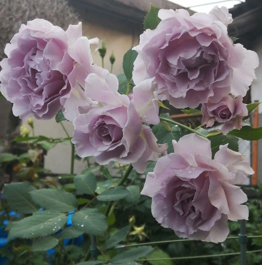 ワンコ　バラ苗