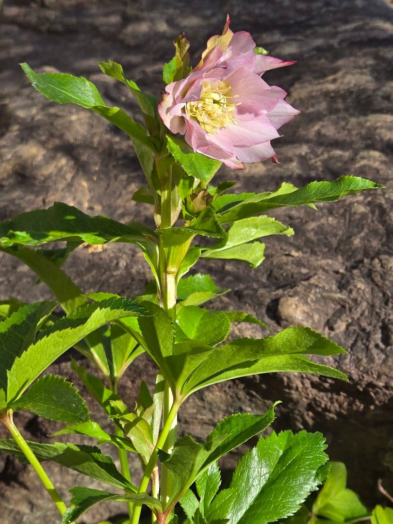 クリスマスローズ　シャルウィダンス　若泉ファーム　ヒデコート