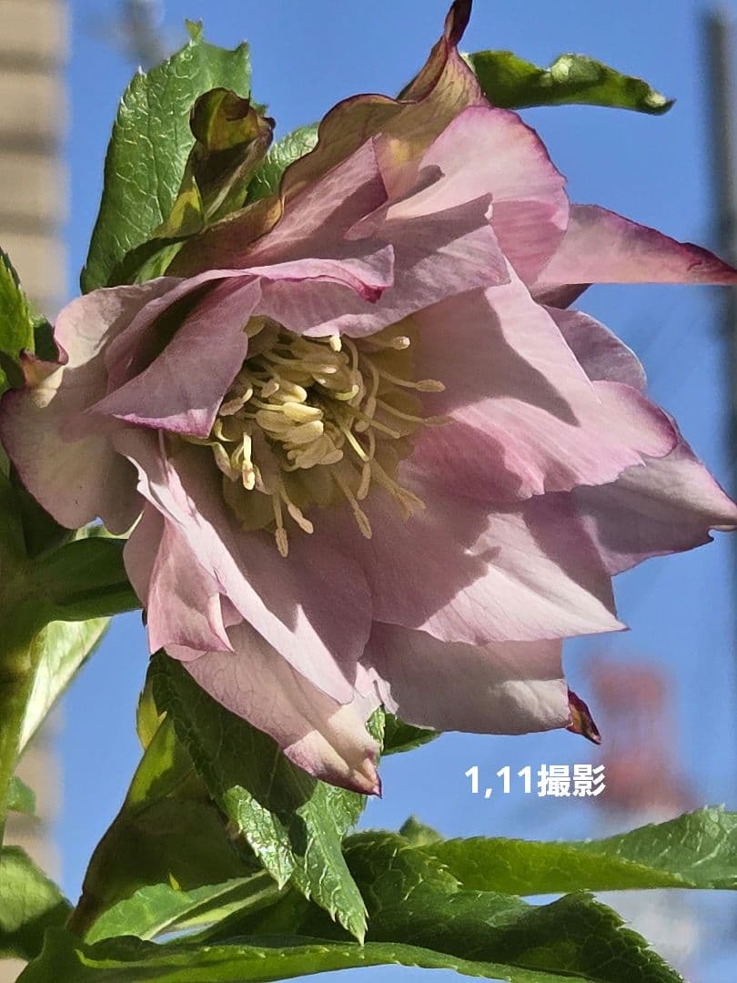 クリスマスローズ　シャルウィダンス　若泉ファーム　ヒデコート