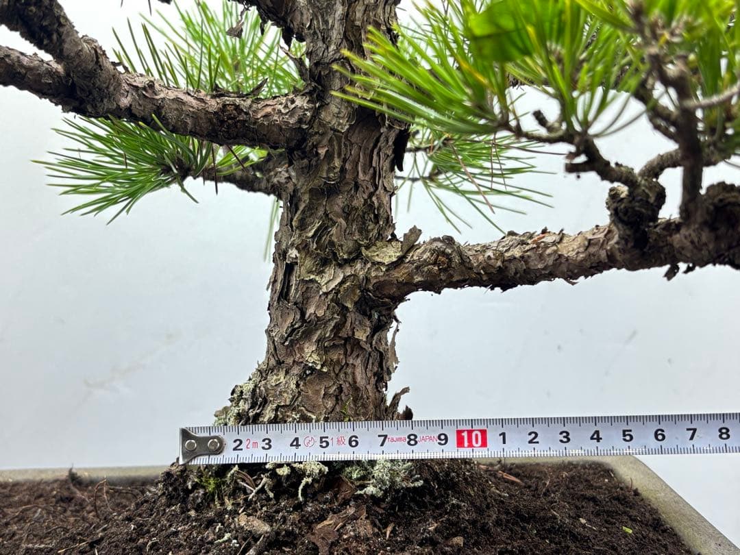 黒松盆栽❹☆☆☆☆