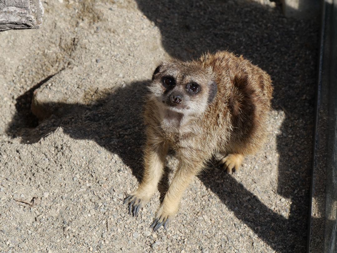 即購入OK【美品】 LUMIX G99H 14-140レンズセット