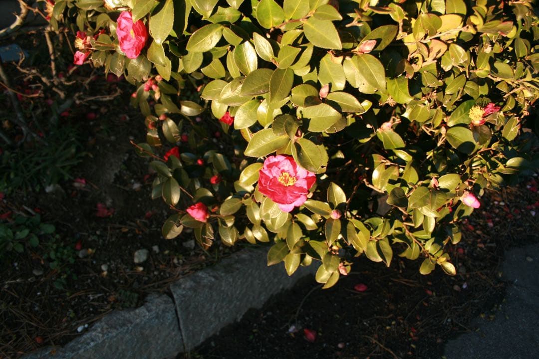 Canon EOS Kiss digital X デジタル一眼レフカメラ ケース