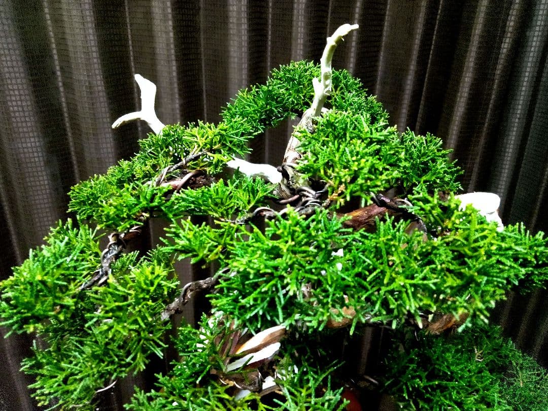 【中品　真柏盆栽】　　　　　 ⭕山木風に仕上げた一品❗