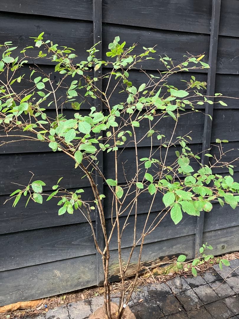 70 山採り　ウグイスカグラ