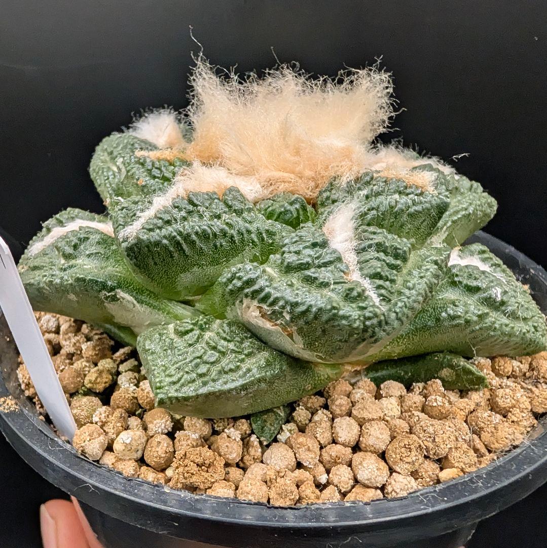 み*ん様 亀甲牡丹 国内実生 鉢植え メルカリ便送料込み