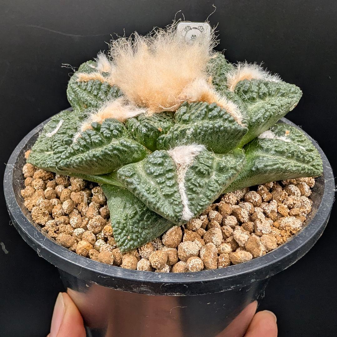 み*ん様 亀甲牡丹 国内実生 鉢植え メルカリ便送料込み