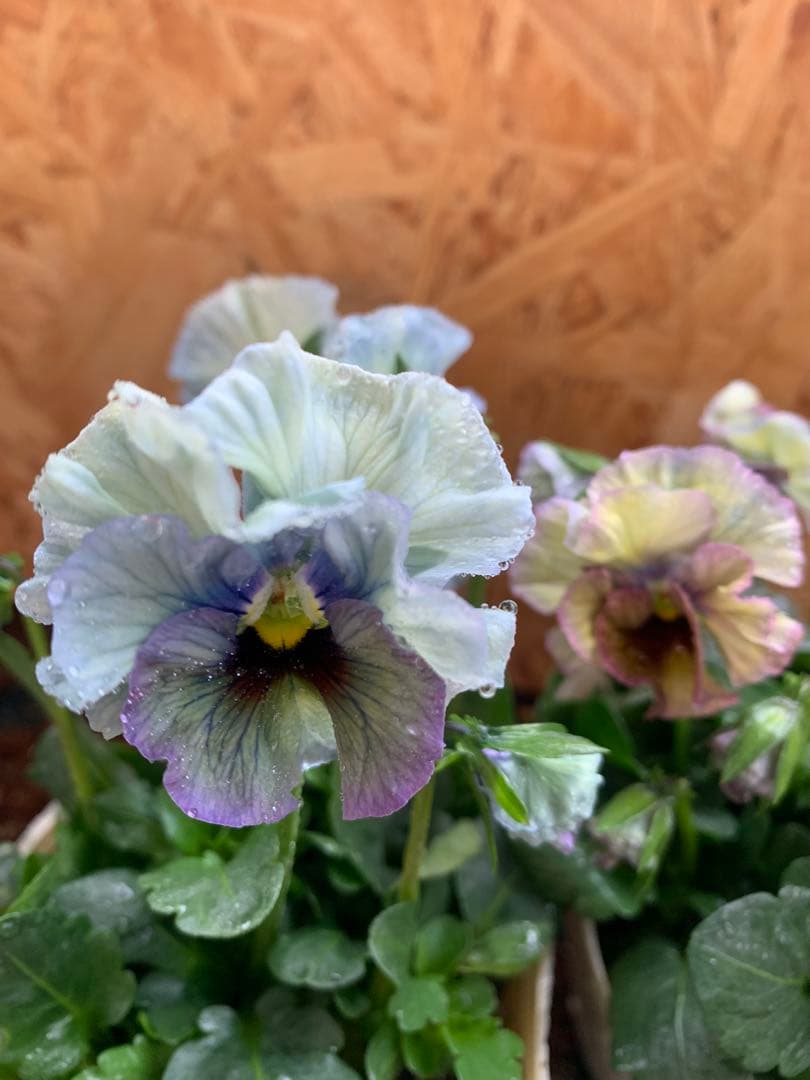 R*U様 \"和\" 2苗セット　no6