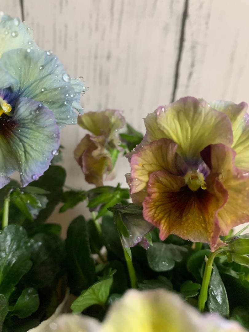 R*U様 \"和\" 2苗セット　no6