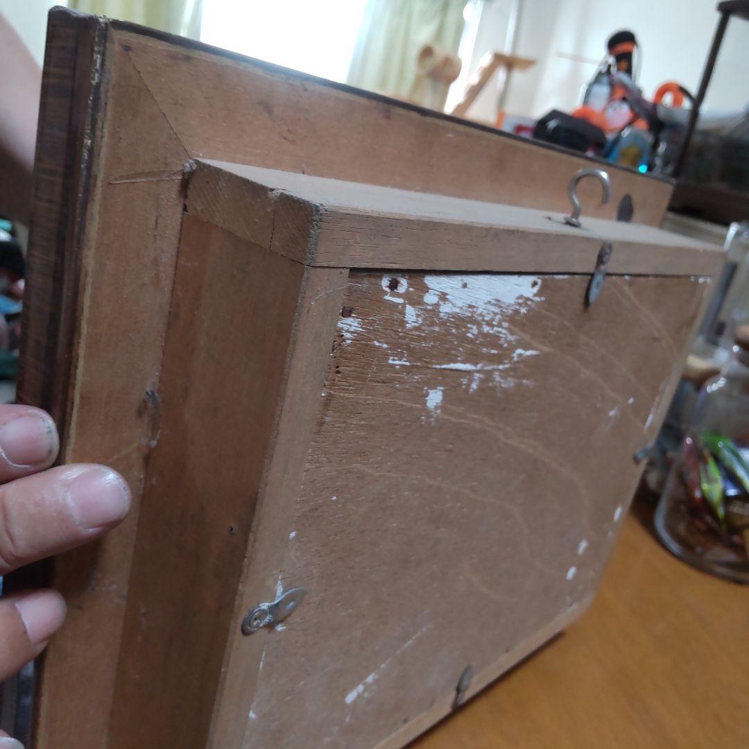 やっちゃん　メガネトリバネアゲハ　スルコウスキーモルフォ蝶　蝶の標本