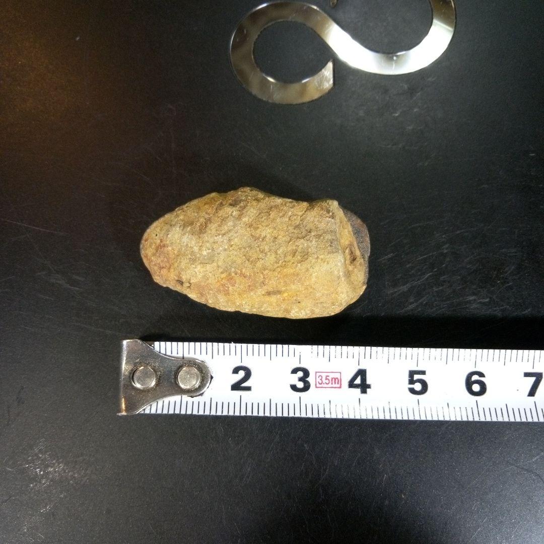 三葉虫　化石　fossil　ボリビア産　trilobite　ノジュール判別⑧