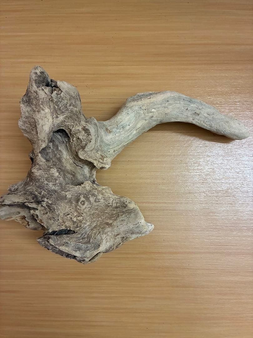 一点物 流木オブジェ|爬虫類・魚｜高さ約75cm Y字型｜大型インテリア