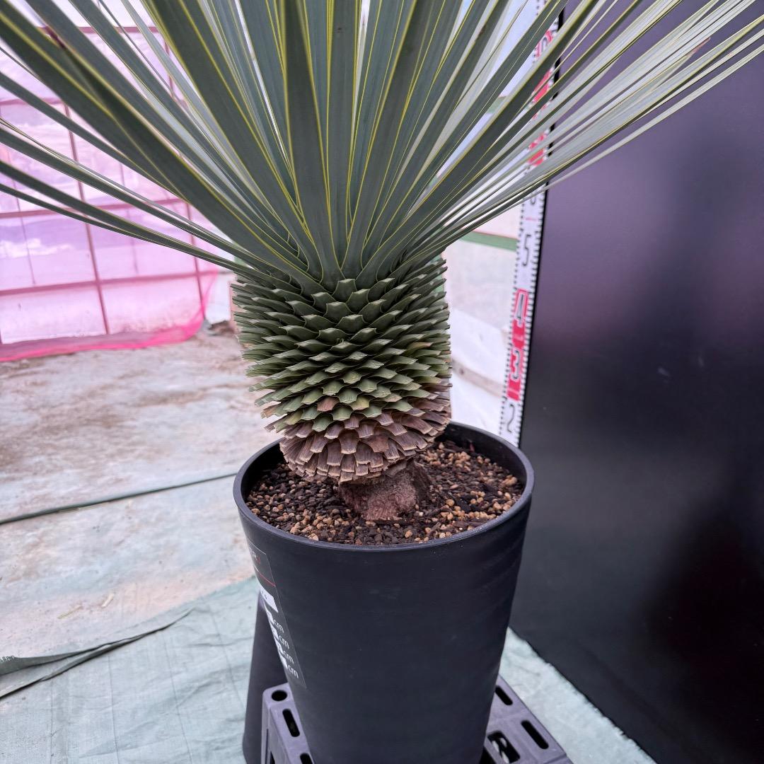 【AL1010】ユッカ　ロストラータ　シルバーブルー個体　美形