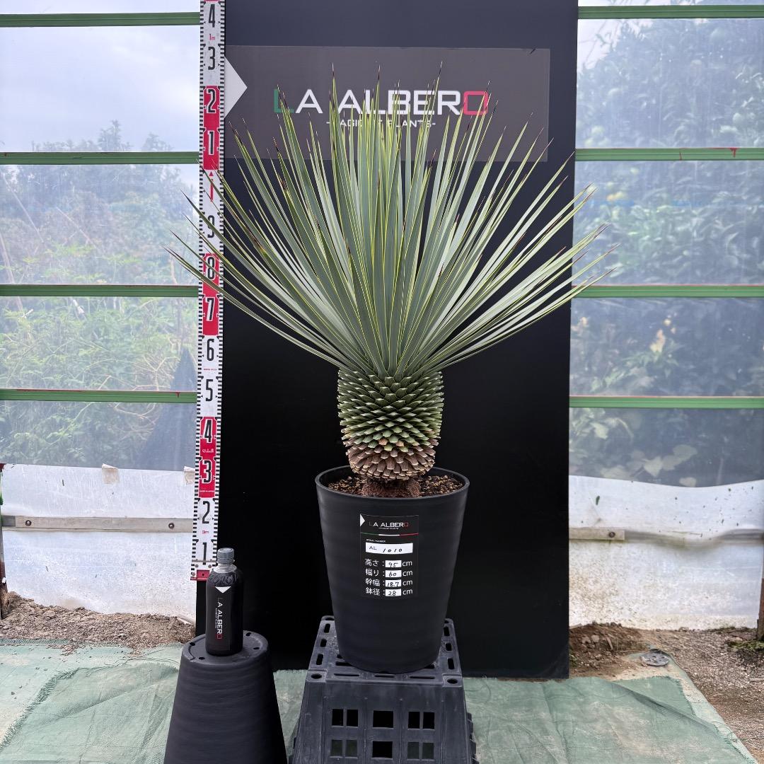 【AL1010】ユッカ　ロストラータ　シルバーブルー個体　美形