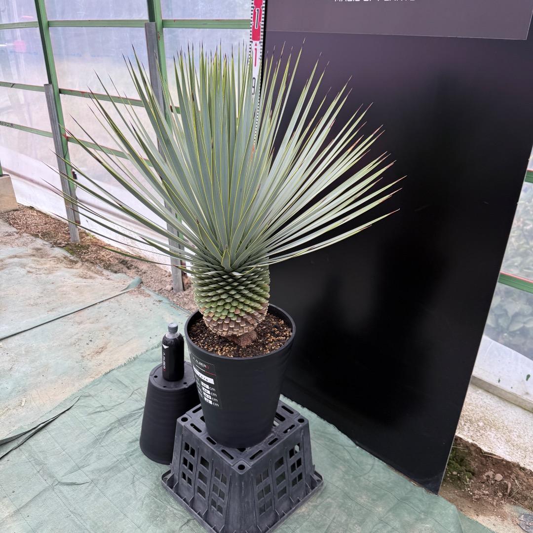 【AL1010】ユッカ　ロストラータ　シルバーブルー個体　美形