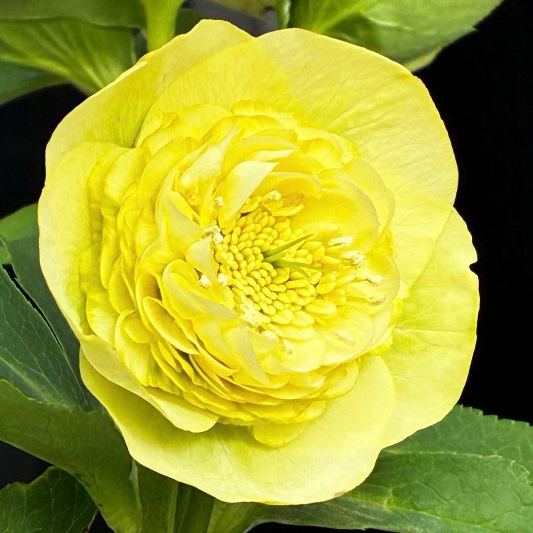 ム*ク様 3557☘️蕾花タグ付☘️2026年NO1☘️極上☘️⭐️モーリー⭐️