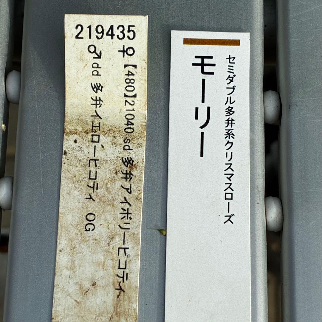 ム*ク様 3557☘️蕾花タグ付☘️2026年NO1☘️極上☘️⭐️モーリー⭐️