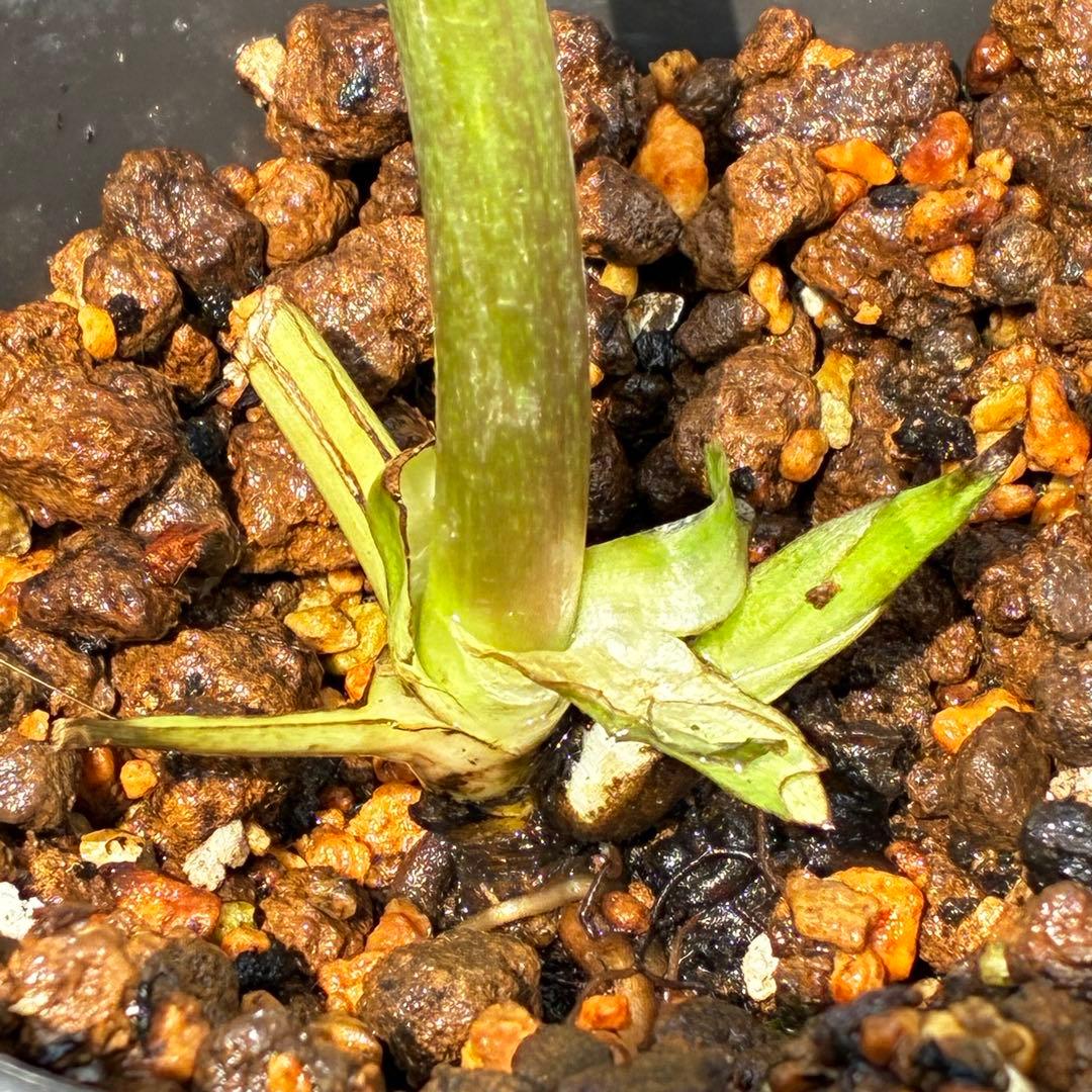 ム*ク様 3557☘️蕾花タグ付☘️2026年NO1☘️極上☘️⭐️モーリー⭐️