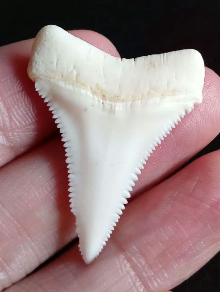 サメの歯　ホホジロザメ　現生種　美麗歯　希少標本