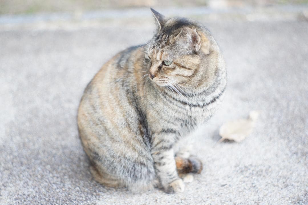 【富岡光学 ヤシカ】 Auto Yashinon-DX 50mm F2