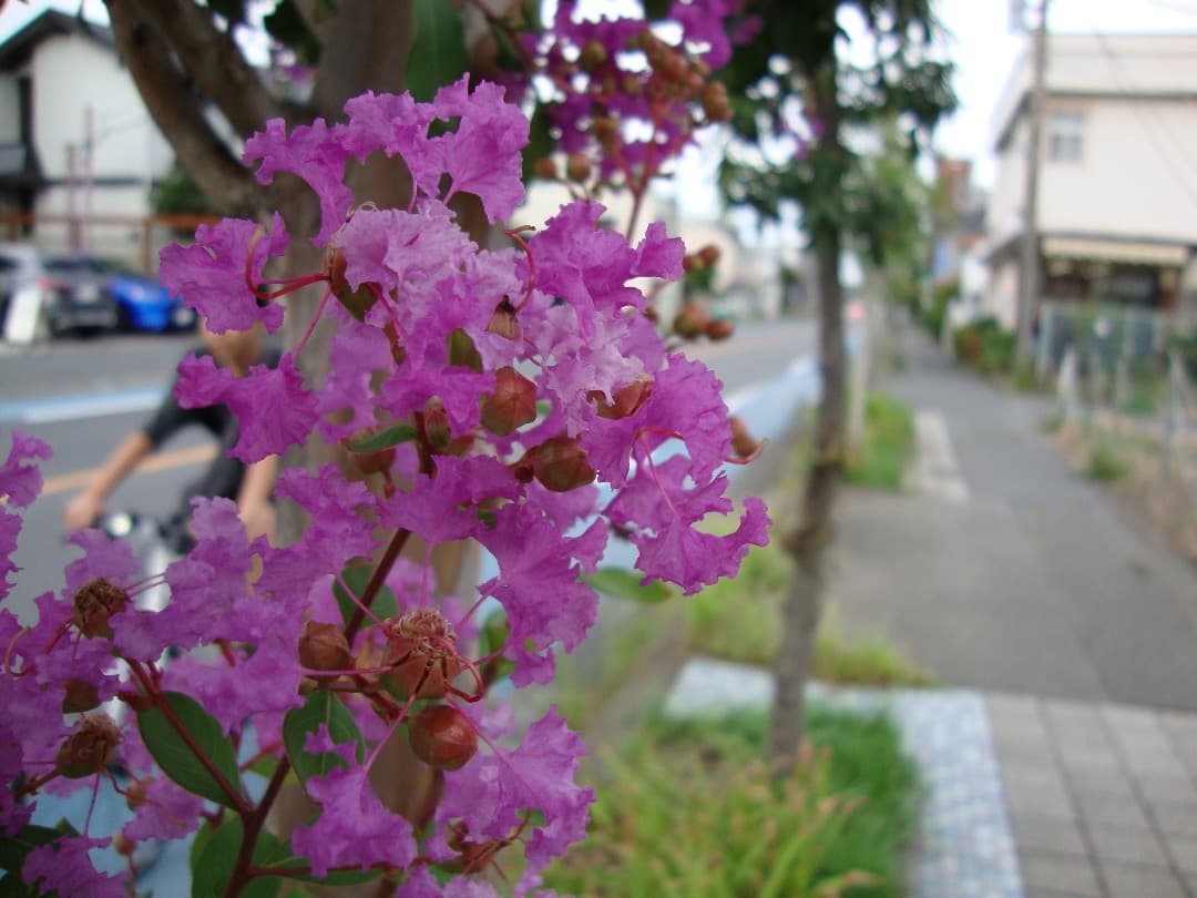 実写美⭕️【動作確認済】SONY Cyber-shot DSC-W220