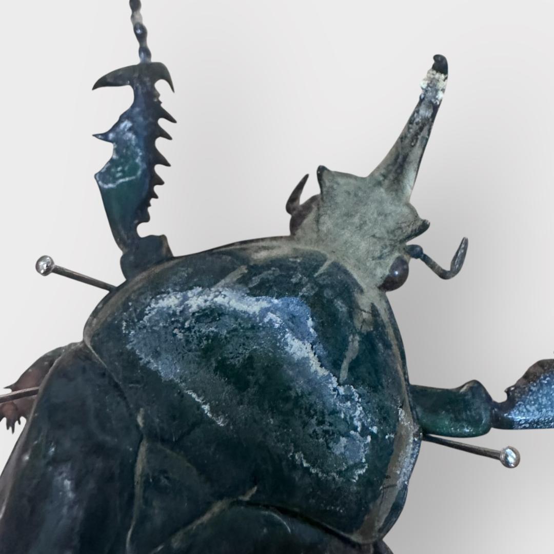 桐箱入り　　クビワオオツノカナブン 雄　オス　標本　　ルワンダ産