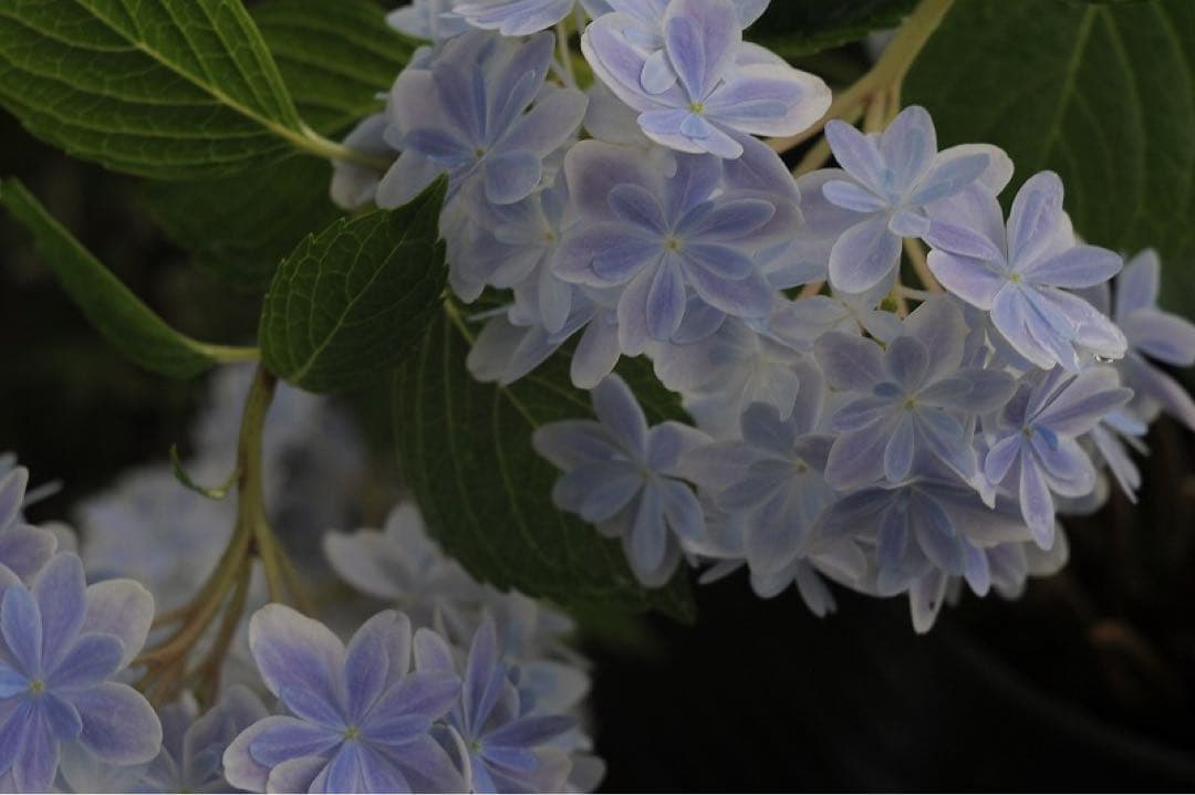 フランスBerthiotベルチオ 105 mm f4.5 ニコン用