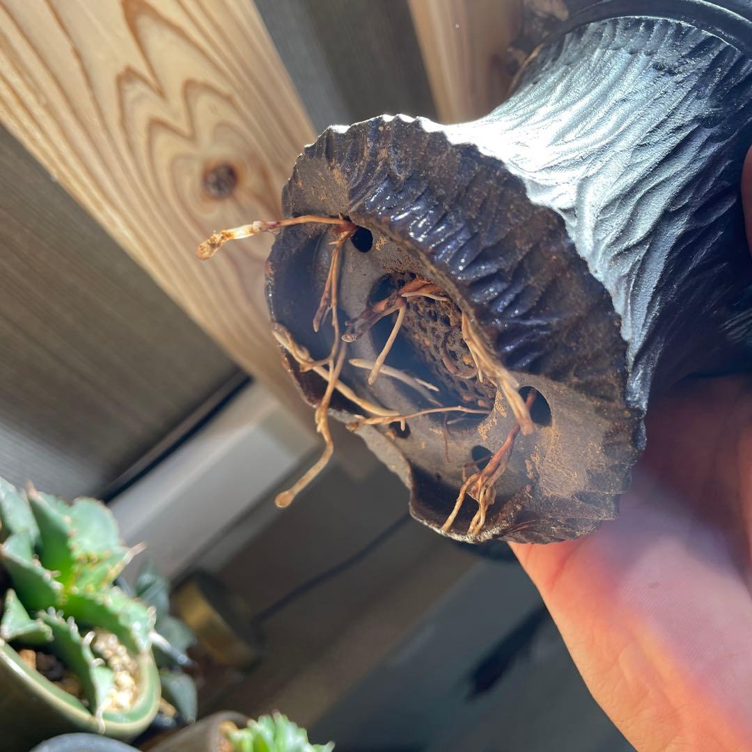 アガベ姫厳龍(親株.植木鉢付き)