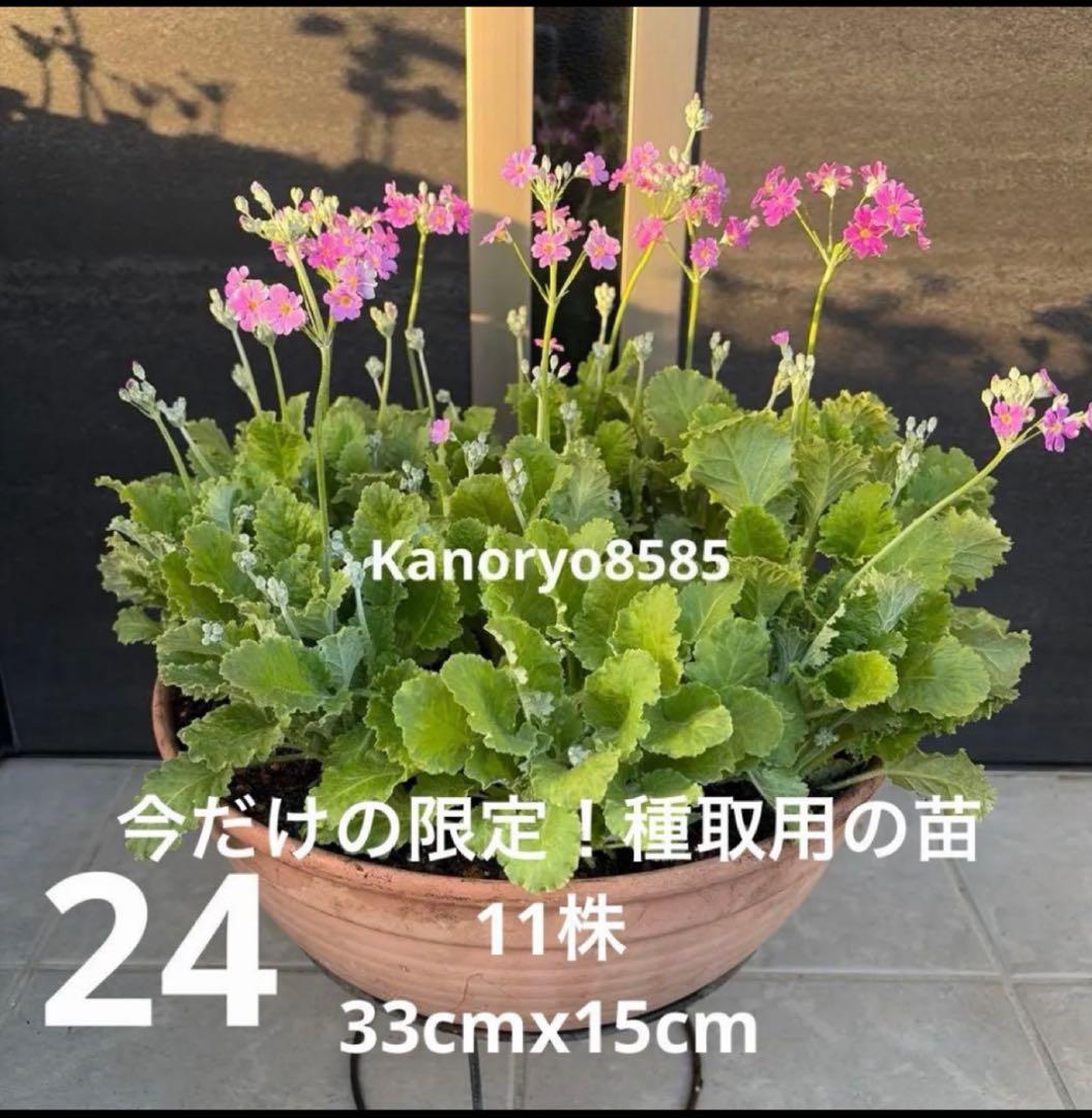 いちご 24