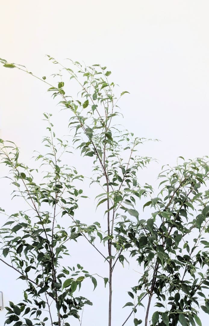 秀逸。山採りハイノキ。