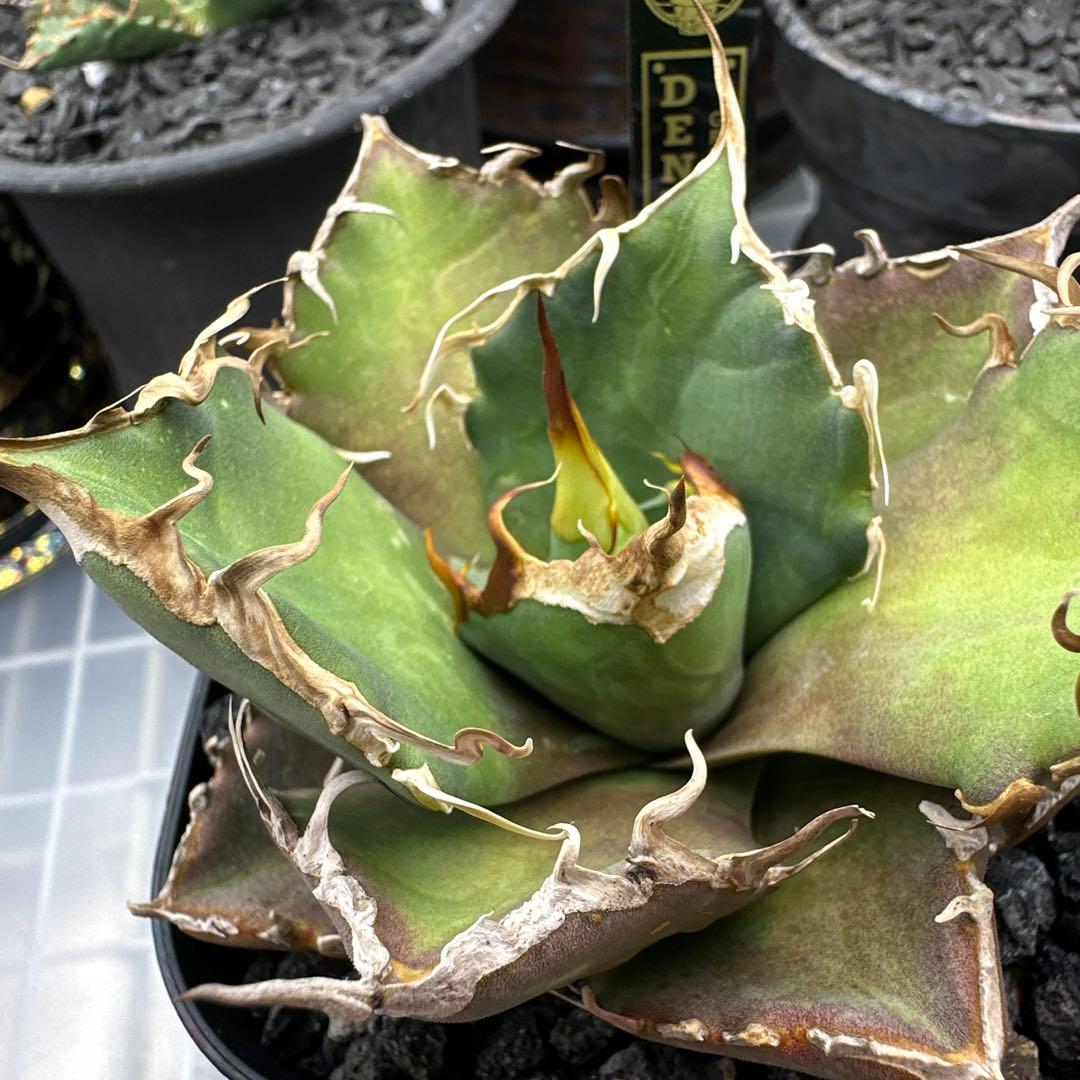 アガベ　dennis020