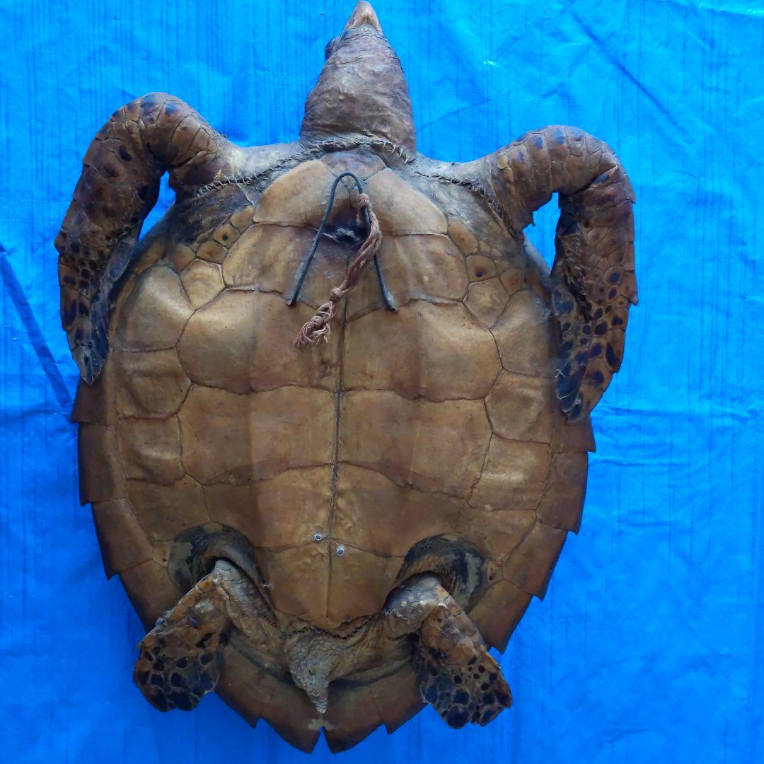 ④うみがめ〚タイマイ〛の剥製　 　壁掛けフックつき