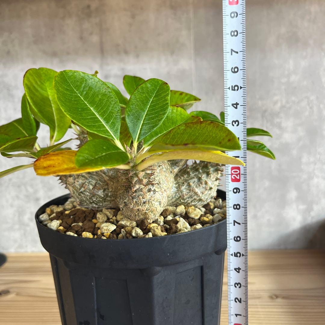 8パキポディウムウィンゾリー 国内実生6年株