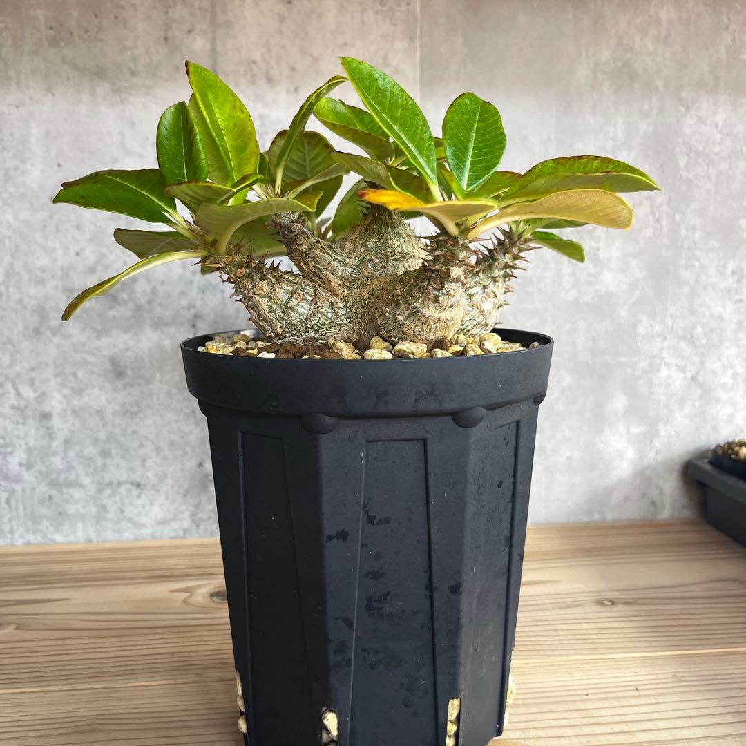 8パキポディウムウィンゾリー 国内実生6年株