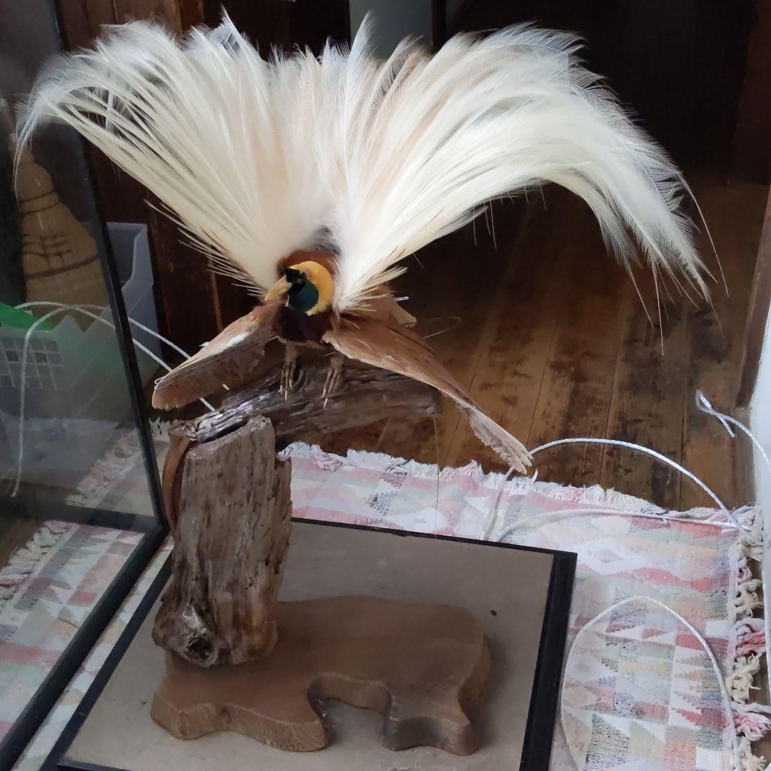 極楽鳥、王風