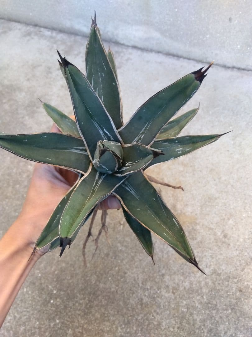 アガベ　笹吹雪　ニッケルシー　20センチ❗子株つき❗