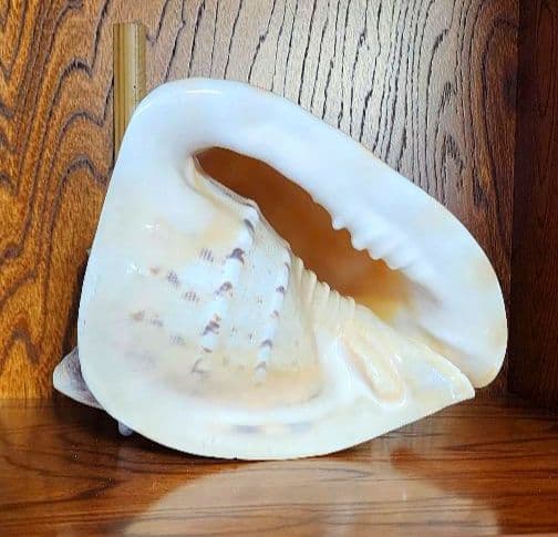 トウカムリガイ（唐冠貝）貝殻