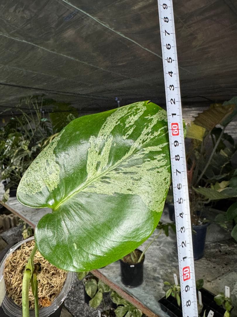 X4 モンステラ　デリシオーサ　ベトシオーサ　セレクトエディション斑入り