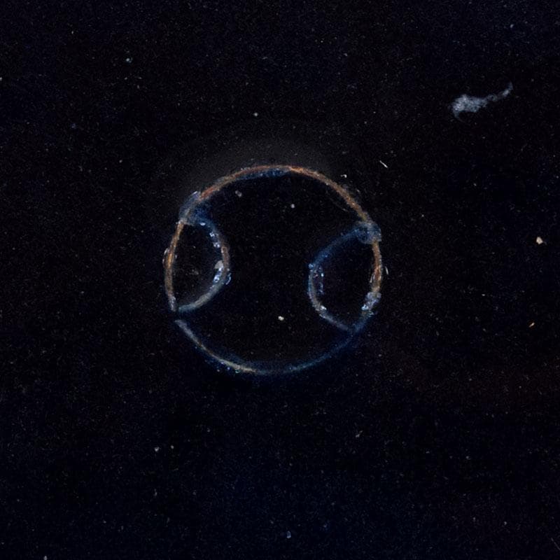 中国　古七宝琺瑯彩　七宝焼　安藤七宝店　盤　皿　2点　時代箱付　M　R9532B