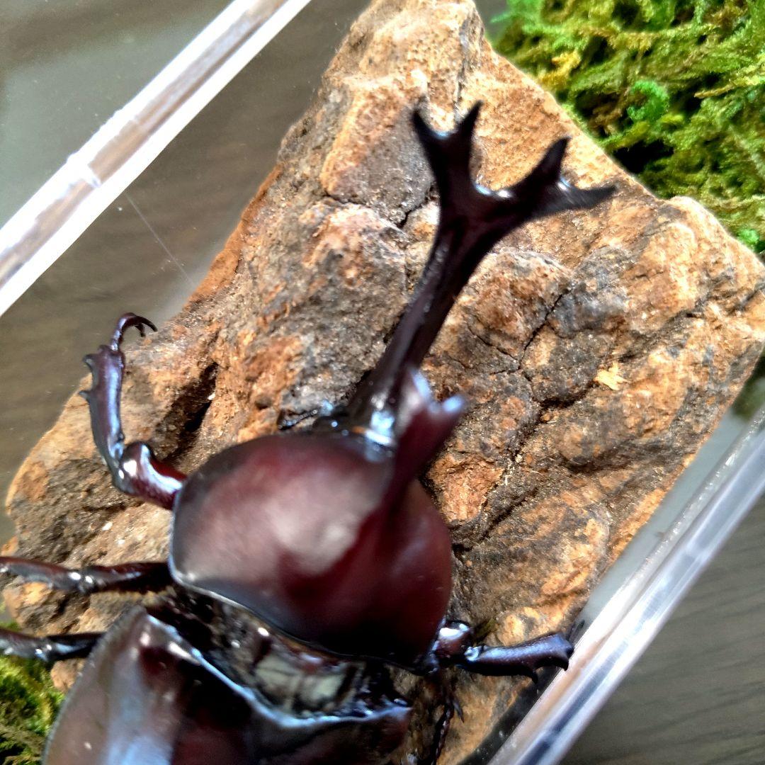 超特大野生宝物カブトムシ標本83mm級頭角幅18.4mm胸角幅5.7mmぐらい