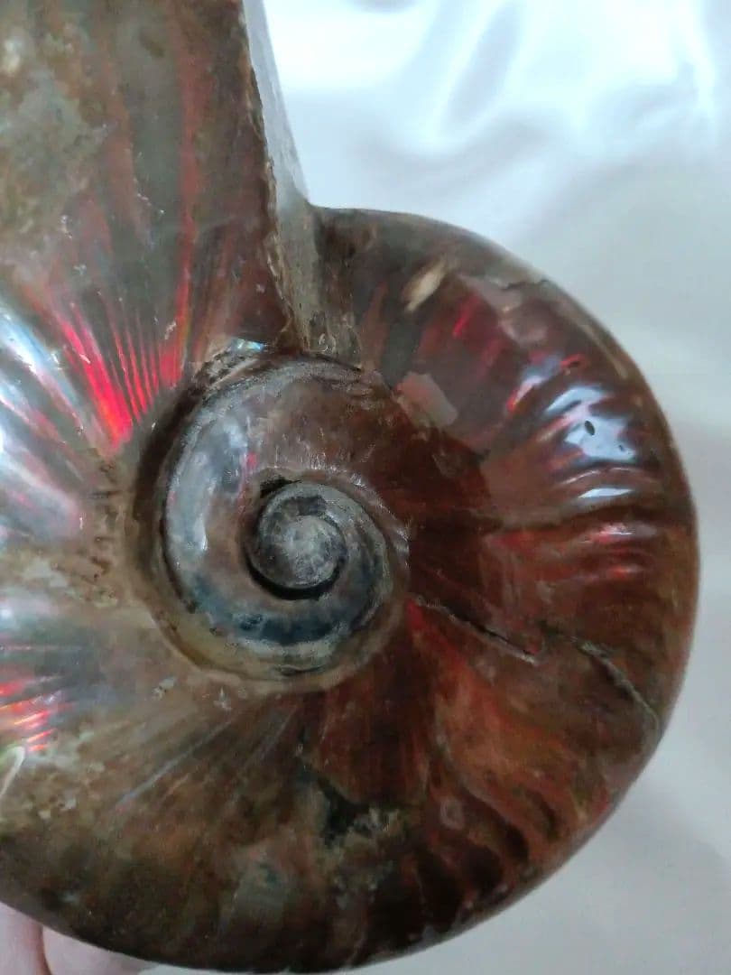 マダガスカル産 アンモナイト 化石 台座とオマケ付き