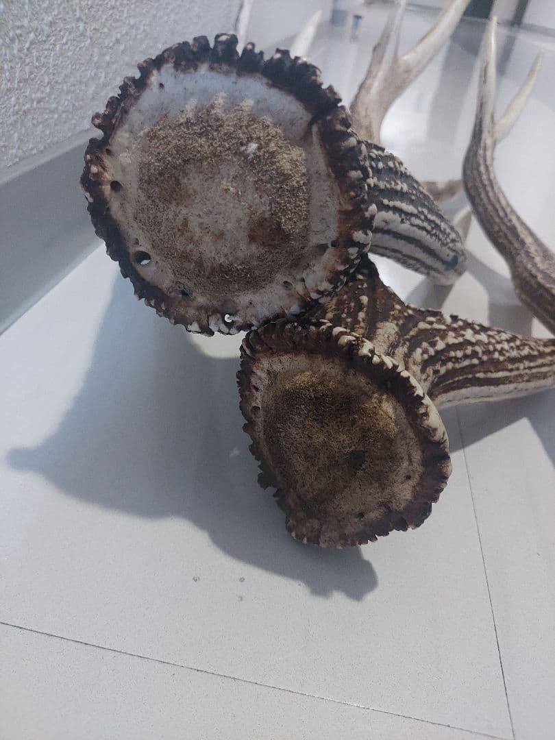 蝦夷鹿角　おまとめ　6本　大きさ色々